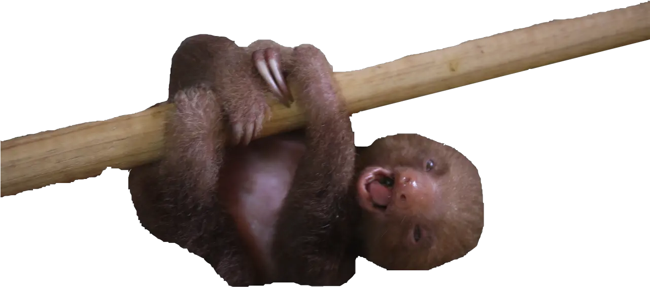  Transparent Sloths U2014 Aww Its So Weird Looking Weird Images With Transparent Background Png Sloth Transparent Background