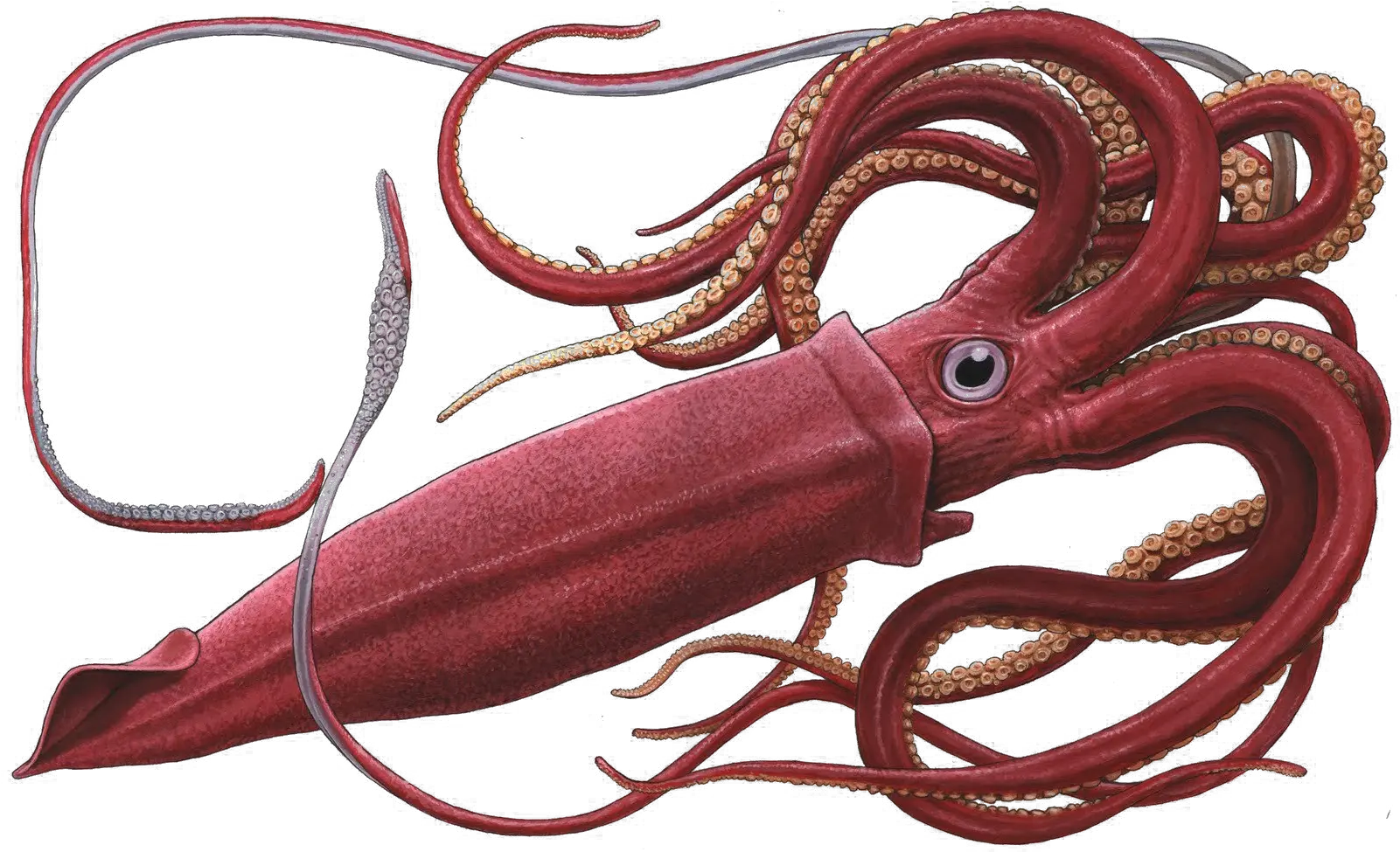  Real Squid Transparent Free Png Play Transparent Squid Png Octopus Transparent Background