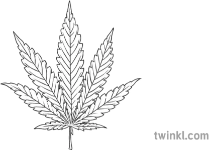  Cannabis Leaf Drug Substance Pot Weed Plant Smoke Dangerous Sketch Png Pot Leaf Transparent