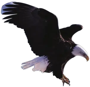  Eagle Png Images Eagle Eagle Feather Png