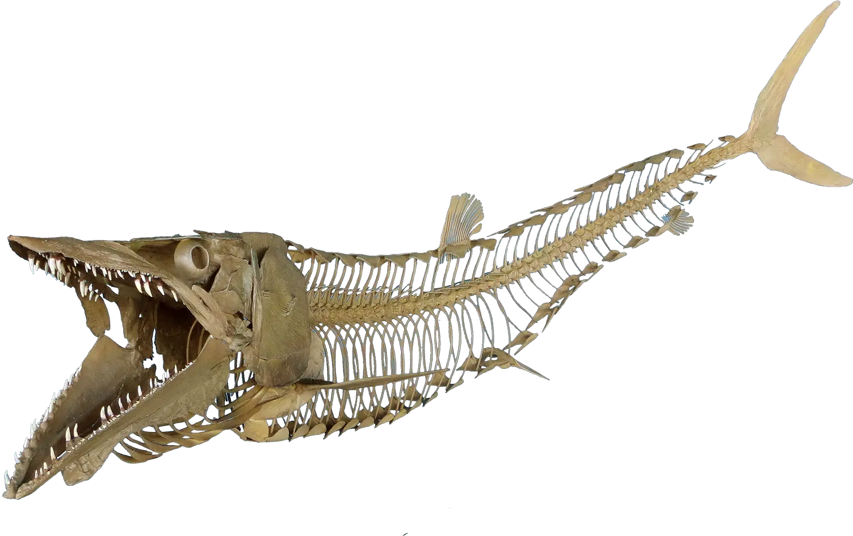  Download Cimolichthys Nepaholica Fish Skeleton Transparent Skeleton Fish Png Hd Skeleton Transparent