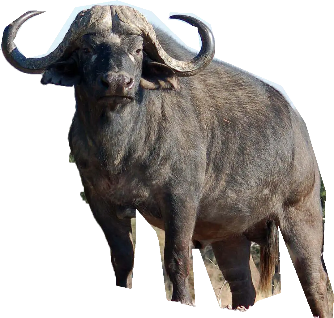  Vector Bull Buffalo Transparent U0026 Png Clipart Free Download Background