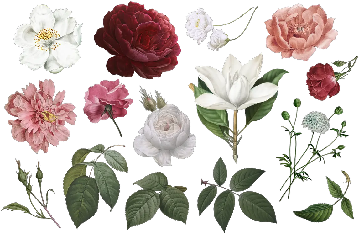  Free Vintage Flower Clipart Png Commercial Use In 2020 Flowers Clip Art