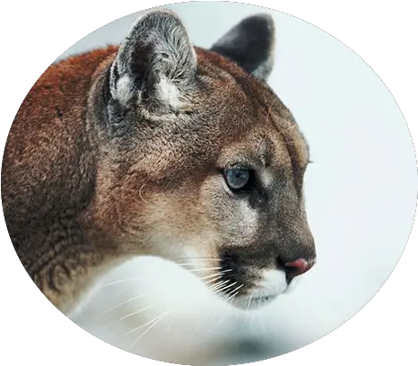  Mountain Lion Profile Transparent Png Cougar Mountain Lion Png