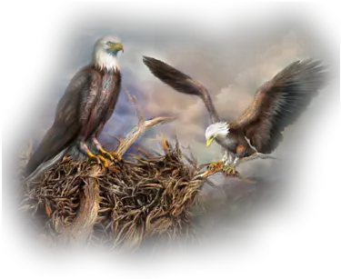  Nesting Eagle And Nest Painting Png Nest Png