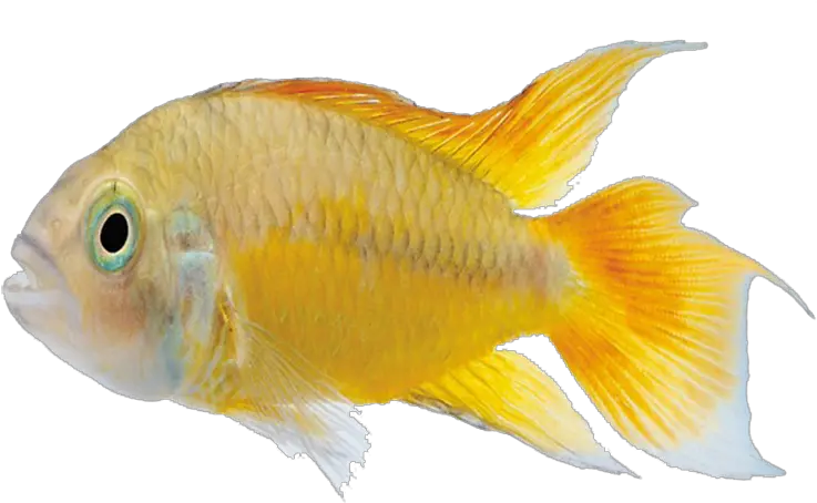  Carassius Auratus Marine Biology Fish Png Tropical Fish Png