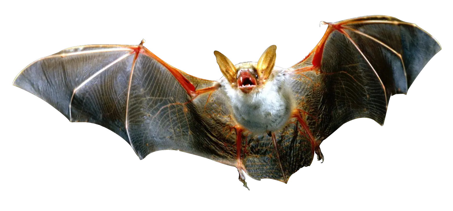  Download Transparent Background Bats Png Full Size Png Bat Png Bats Png