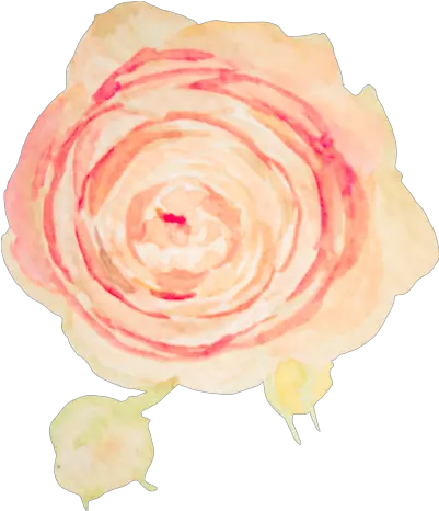  5 Blush Pink Flower Watercolor Transparent Full Size Png Garden Roses Blush Transparent