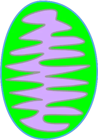  Mitochondria Green Svg Vector Mitochondria Green Png Mitochondria Png