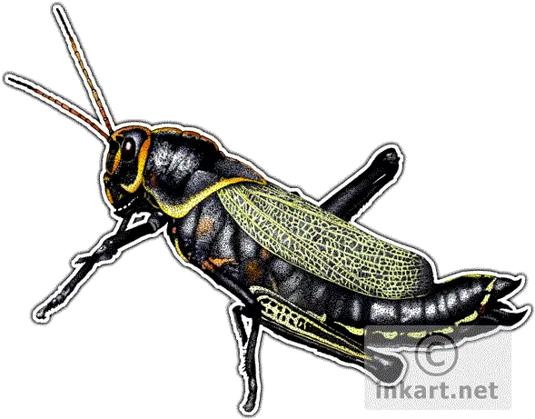  Horse Lubber Grasshopper Decal Grasshopper Png Grasshopper Png