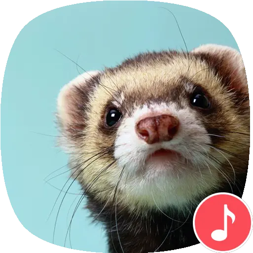  Apppio Ferret Sounds Apps On Google Play Ferret Wallpaper Cute Png Ferret Png