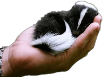  Baby Skunk In Hand Transparent Png Cute Exotic Baby Animals Skunk Transparent