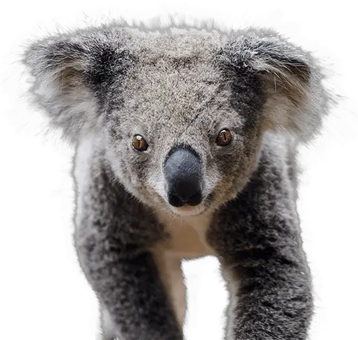  Oakvale Wildlife Koala Png Koala Transparent