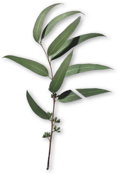  Cica Twig Png Eucalyptus Png