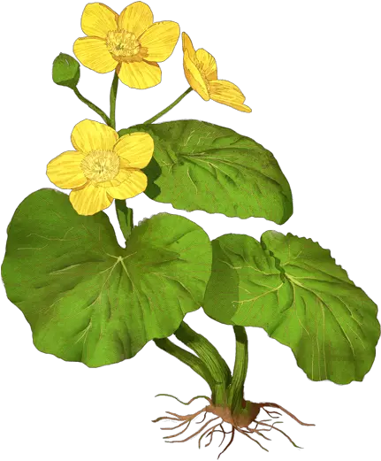  Marsh Marigold Flower Png Marigold Png