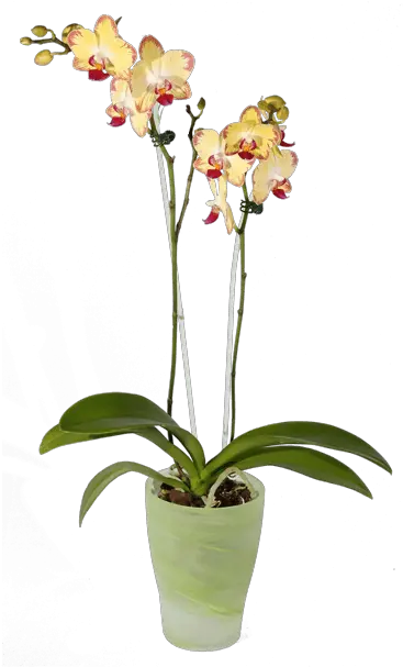  Pot Orchid Png Transparent Moth Orchid Orchid Png