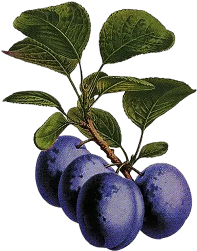  Fruvit Dried Plums In Chocolate Damson Png Plum Png