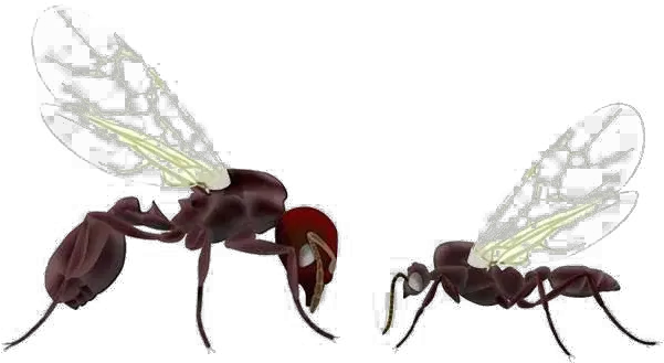  Ants Png Free Images Queen Ant Ants Png