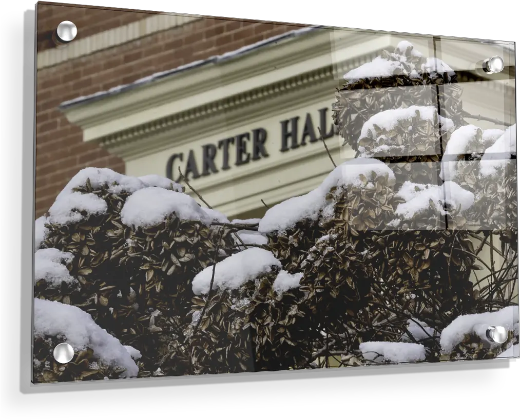  Etsu Winter Carter Hall Tree Png Hal Icon