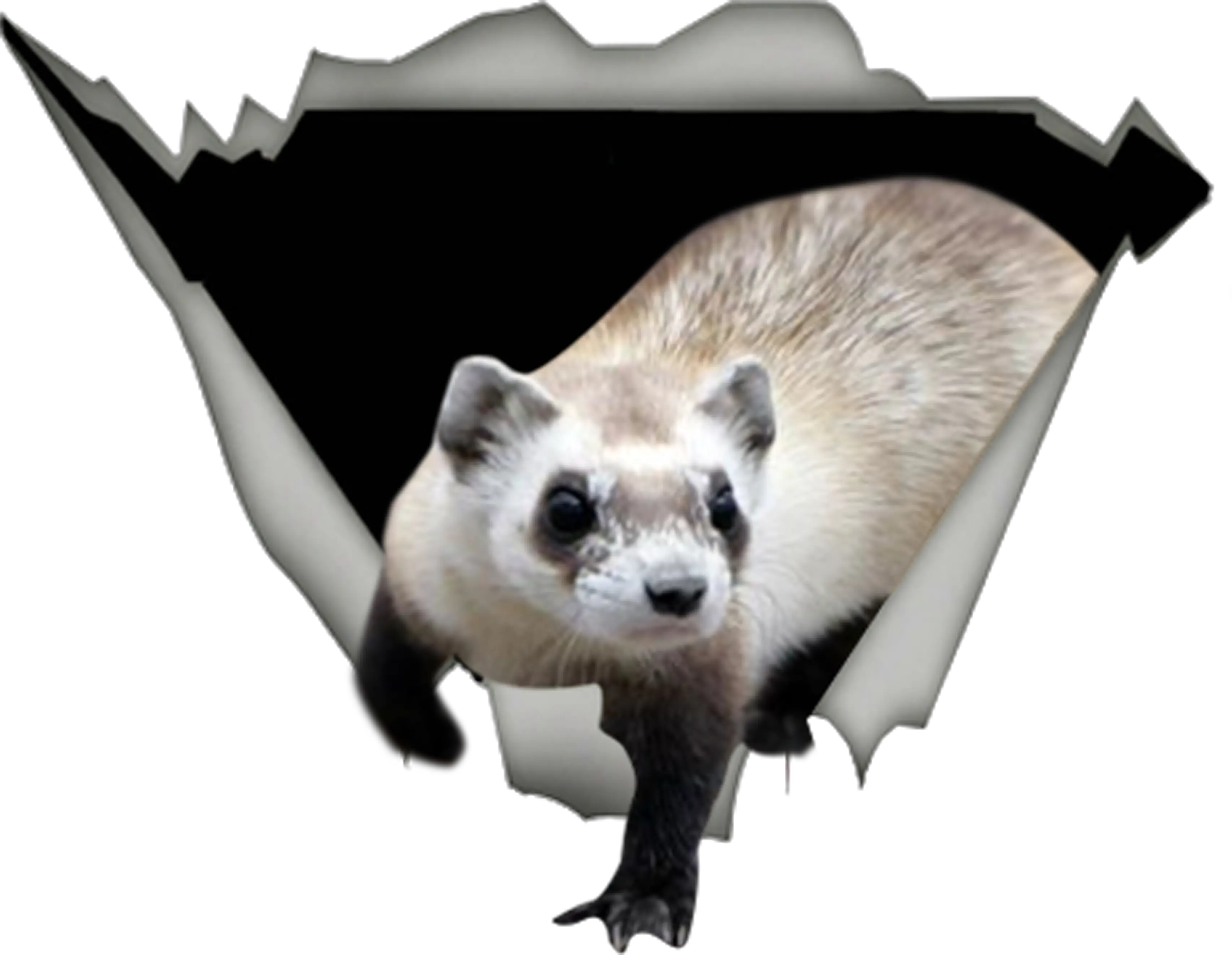  Ferret Products From Lovers Teespring Ferret Png Ferret Png