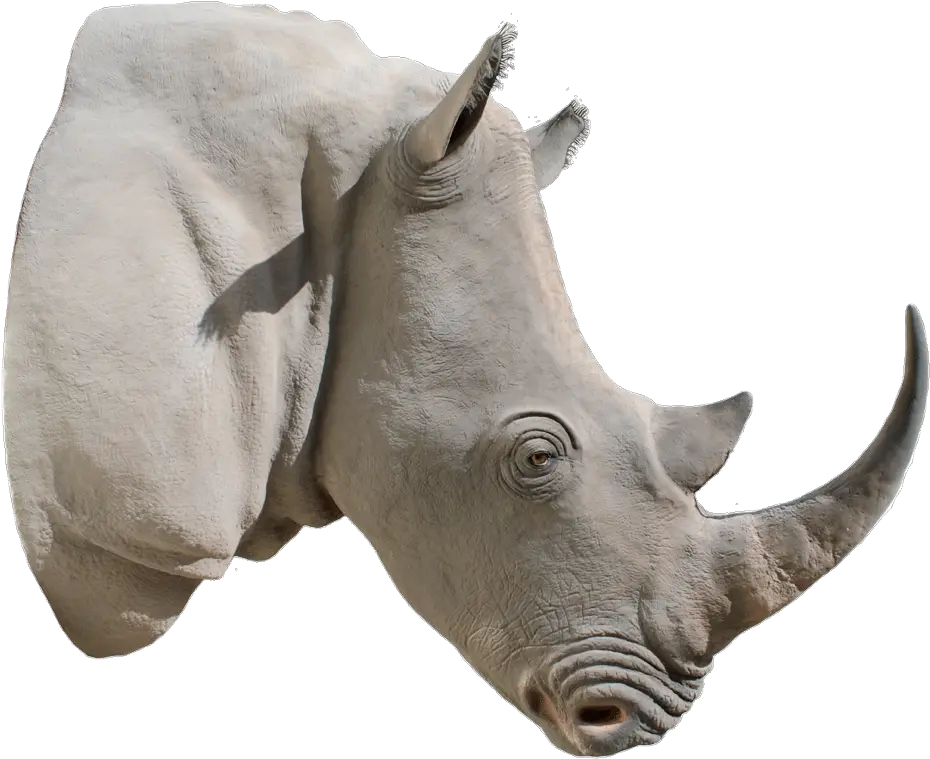  Rhino Transparent Png File Rhino Horn Png Rhino Transparent Background