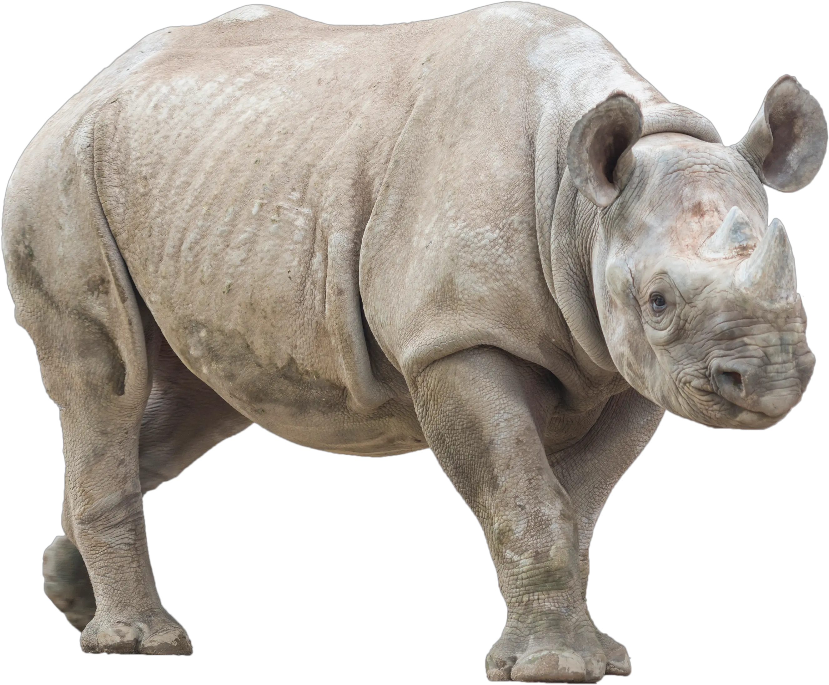  Rhino With No Background Rhino With No Background Png Rhino Transparent Background