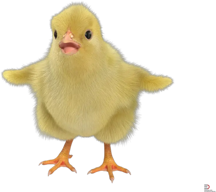  Chick With Fur Royalty 3d Chick Png Chick Png