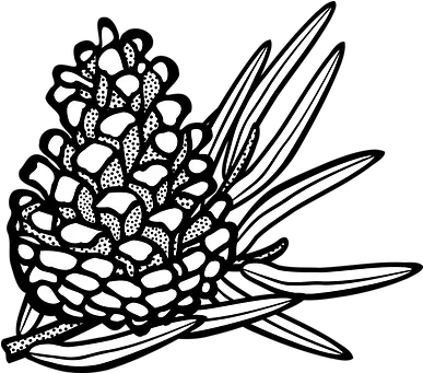  30 Free Pine Cone U0026 Vectors Conifers Clipart Black And White Png Pine Cone Icon