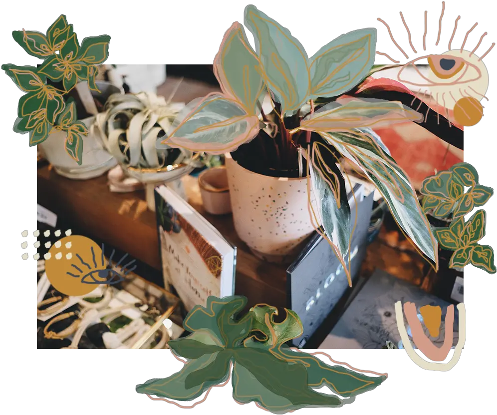  Plants U2013 Root Adorned Succulent Plant Png Succulent Icon Transparent