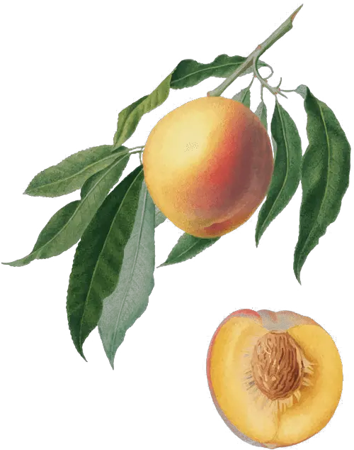  Peaches Ela Family Farms Orange Png Peach Transparent