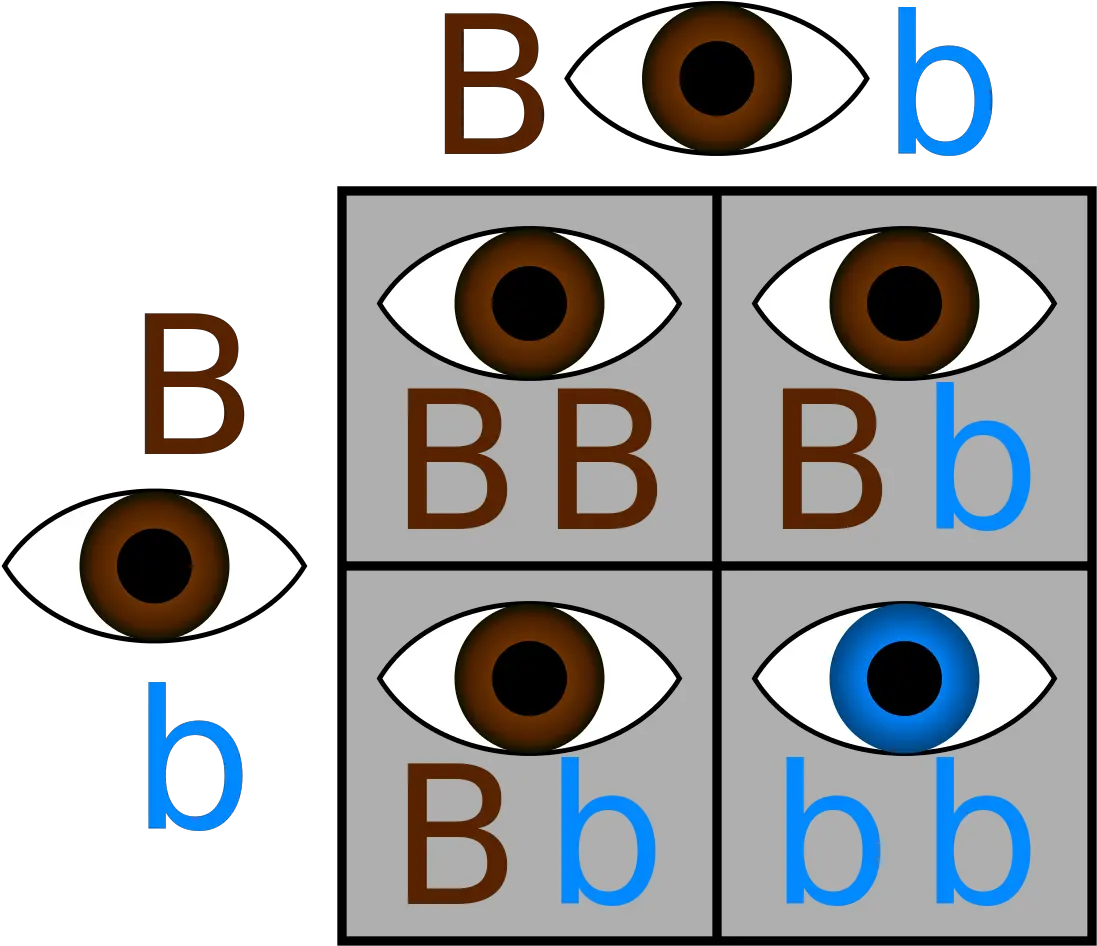  Filepunnett Hetero X Heterosvg Wikimedia Commons Examples Of Independent Assortment Png Brown Eyes Png