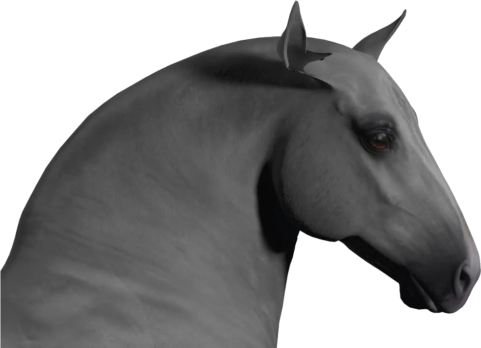  Ears Misbehaving With Draft Horse Morph Hivewire 3d Community Stallion Png Ears Png