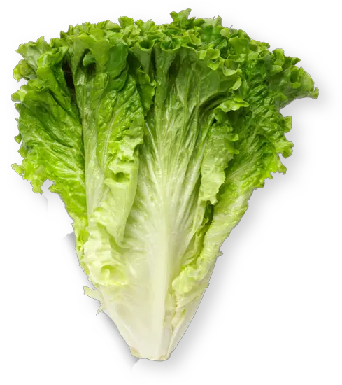  Leaf Lettuce Superfood Png Lettuce Transparent