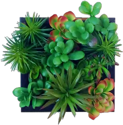  Faux Succulent Living Wall Edible Walls Grass Png Succulent Png