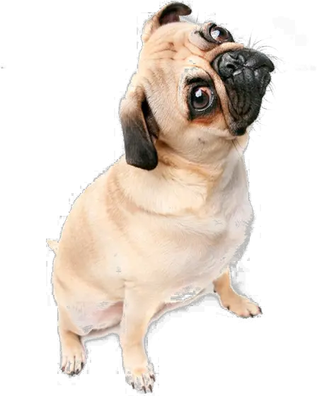  Download Hd Thug Life Pug Png Image Pug Transparent Background Pug Transparent Background