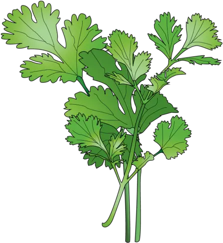  Download Cilantro Parsley Png Cilantro Png