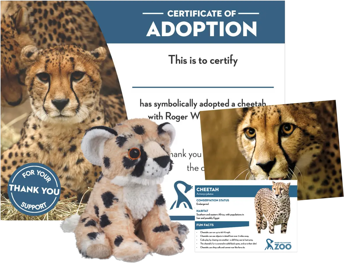  Adopt A Cheetah Cheetah Roger Williams Park Zoo Png Cheetah Transparent