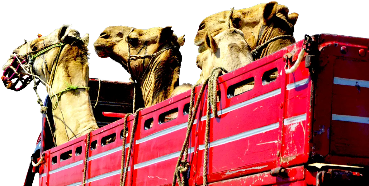  Camelstruckheadsredtransport Free Image From Needpixcom Truck Png Camel Transparent Background