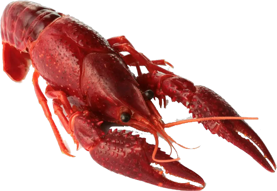  Crawfish Png Transparent