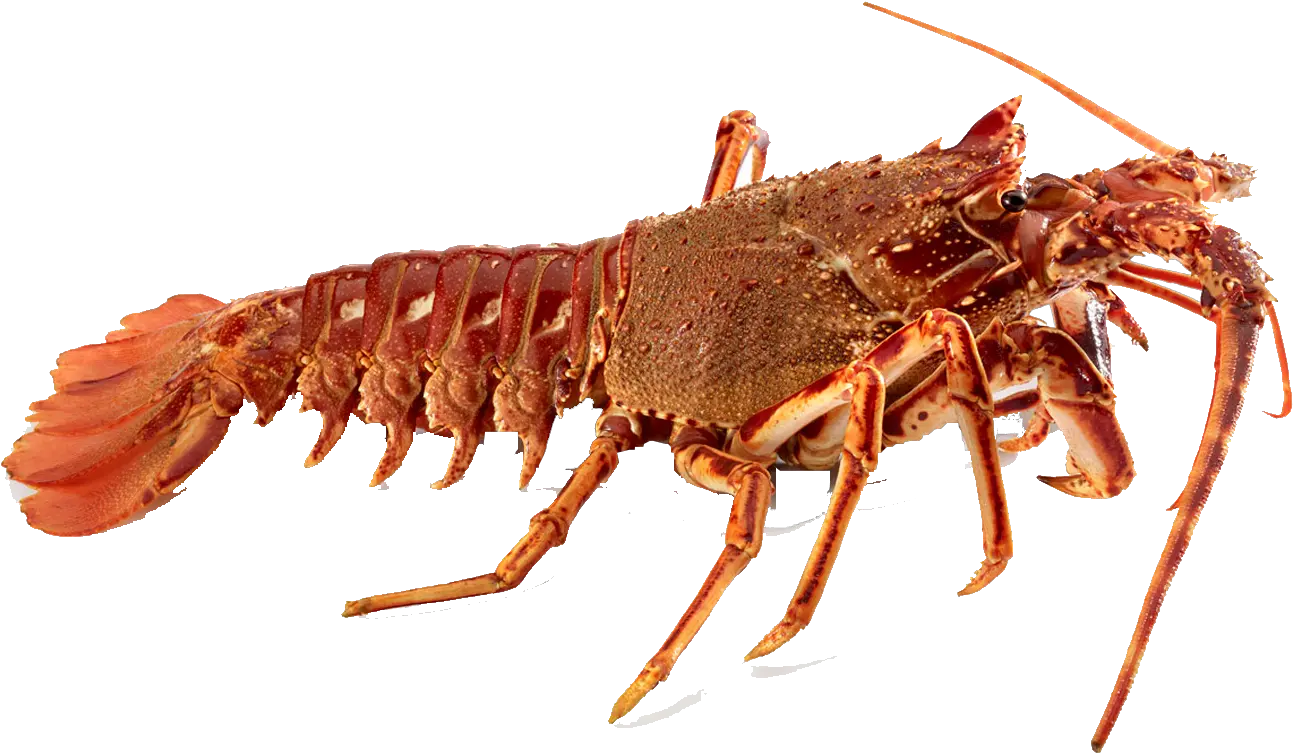  Crawfish Transparent Background Png