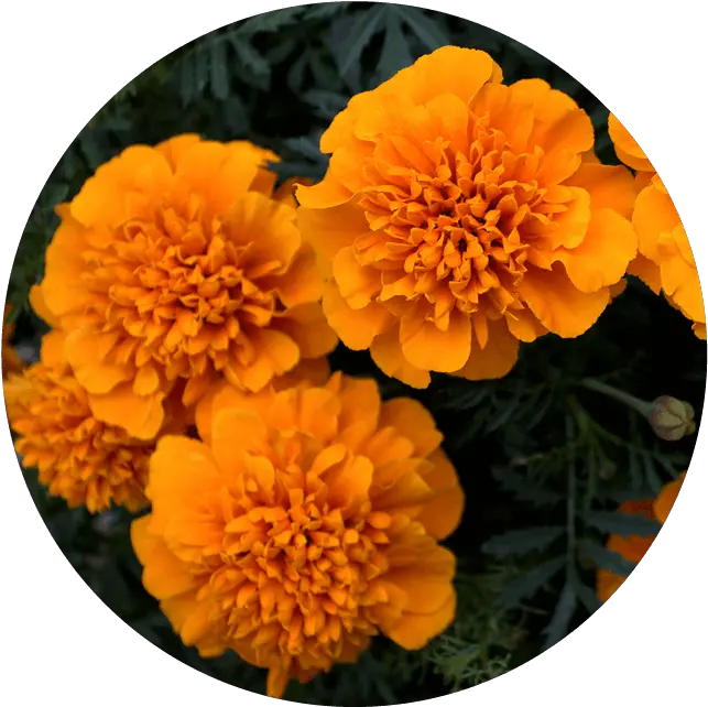  Bilberry Eye Bright Lutein Gold Marigold Png Marigold Transparent