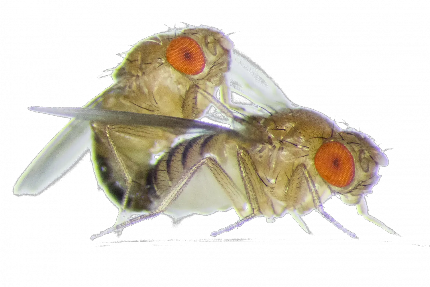  Two Flies Are Mating Fruit Fly Sex Png Flies Png