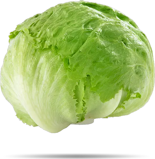  Iceberg Lettuce Png 3 Image Iceberg Lettuce Lettuce Png