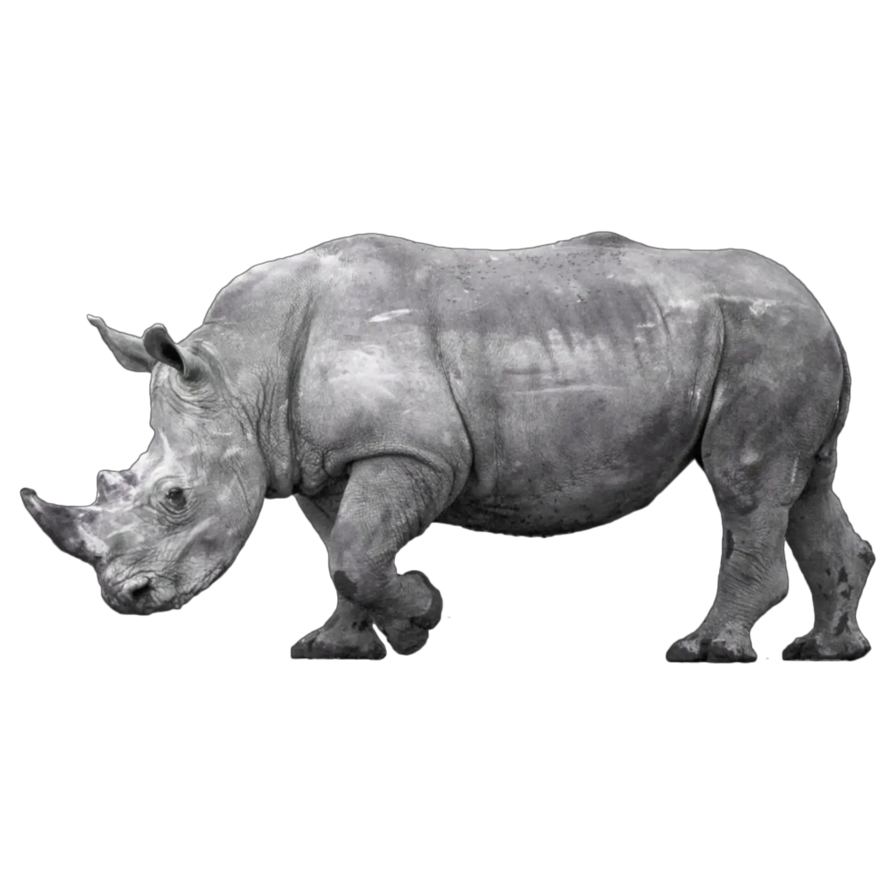  Rhinoceros Png Rhino Sticker Black Rhinoceros 5131925 Black Rhino Png Rhino Png