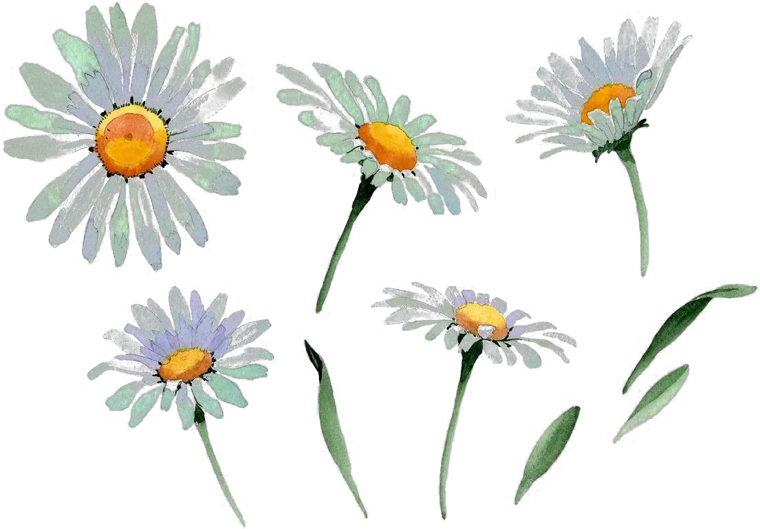  Chamomile Transparent Background Chamomile Watercolor Png Daisy Transparent Background