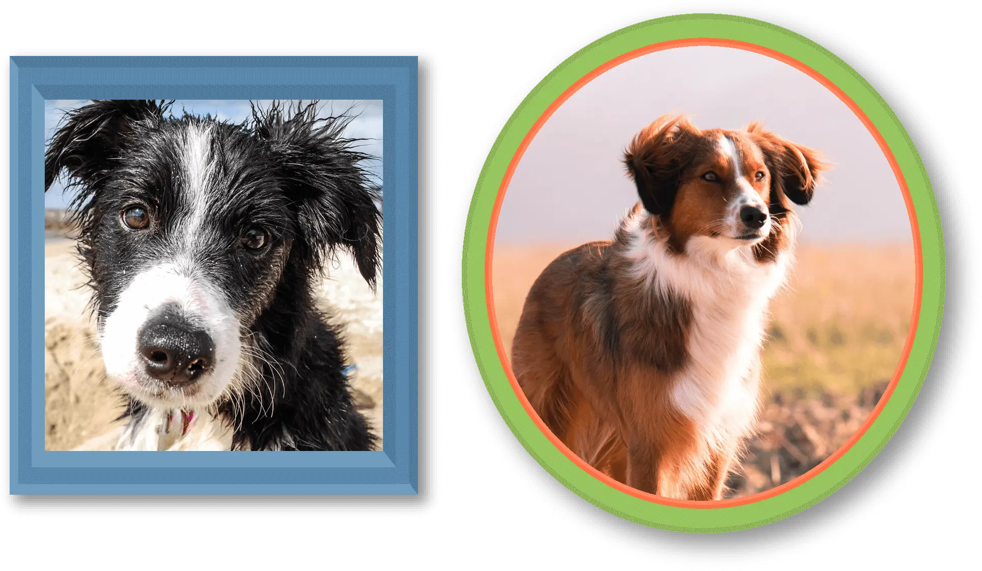  History Of Pets Border Collies Montego Dog Png Border Collie Png