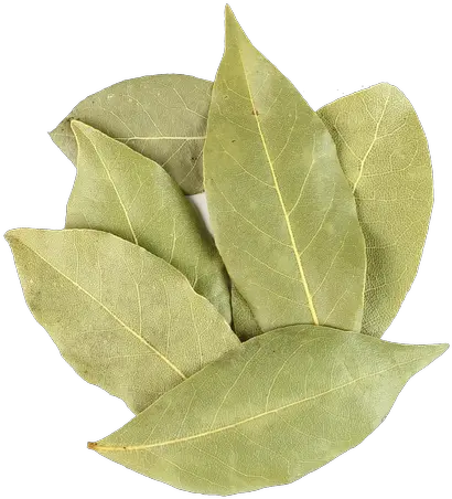  Manufacturer Of Organic Bay Leaf Buttonbush Png Laurel Leaves Png