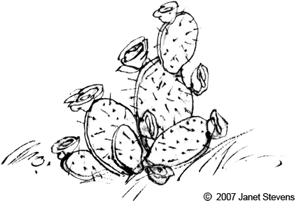  Texas Reading Club Jubilee 1958 2008 Tslac Transparent Black And White Cactus Png Cactus Transparent Background