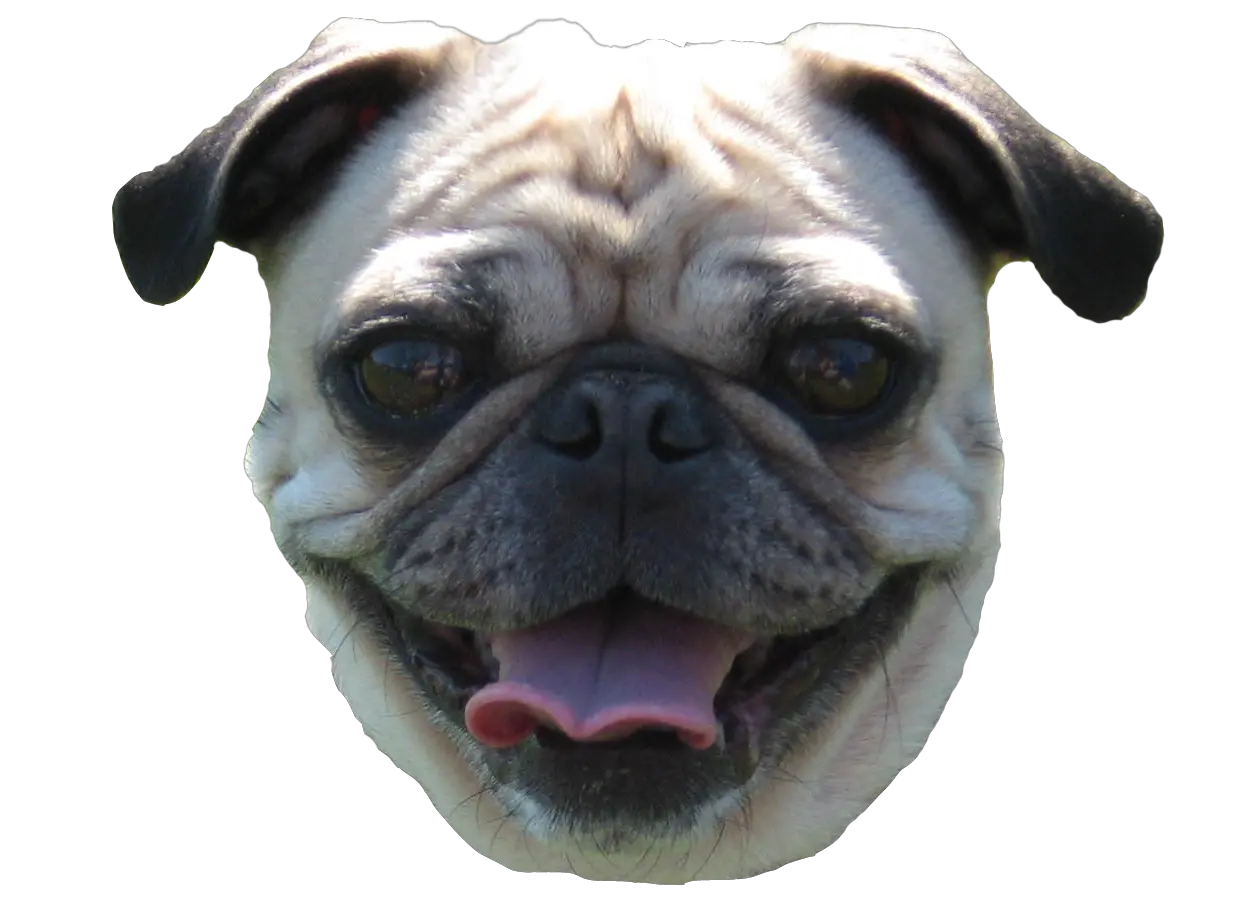  Download Pug Head Png Pug Face Png Pug Transparent Background