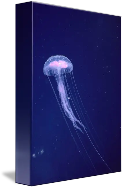  Hawaii Jellyfish With Long Tentacles In Blue Spar By Design Pics Bioluminescence Png Tentacles Transparent